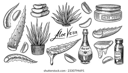 Aloe vera. Esbozo de la planta y el racimo y las hojas. Ingredientes para medicamentos a base de plantas o cosméticos. Esbozo de tinta veneciana dibujado a mano. Productos para etiqueta, publicidad, tipografía o pancarta, afiche 