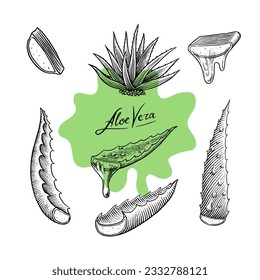 Aloe vera set. Sketch of Plant and bunch and leaves. Ingredient for herbal medicine or cosmetics. Hand drawn Vintage ink sketch. Products for label, advertesment, typography or banner, poster 