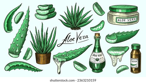 Aloe vera. Esbozo de la planta y el racimo y las hojas. Ingredientes para medicamentos a base de plantas o cosméticos. Esbozo de tinta veneciana dibujado a mano. Productos para etiqueta, publicidad, tipografía o pancarta, afiche 