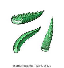 Aloe vera set. Sketch of Plant and bunch and leaves. Ingredient for herbal medicine or cosmetics. Hand drawn Vintage ink sketch. Products for label, advertesment, typography or banner, poster 
