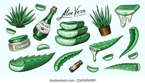 Aloe vera set. Sketch of Plant and bunch and leaves. Ingredient for herbal medicine or cosmetics. Hand drawn Vintage ink sketch. Products for label, advertesment, typography or banner, poster 