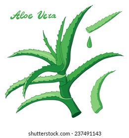 Aloe vera set vector illustration