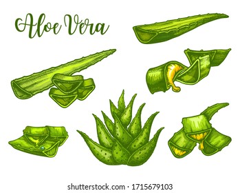 Aloe Vera sketch leaves and juice drops, vector green plant. Hand drawn Aloe Vera leaf with flowing drip splashes for cosmetic gel, cream and oil, skincare lotion and herbal medicine package design