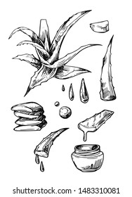 Aloe vera sketch vector black and white illustration. Hand drawn style. Good for cosmetic design.