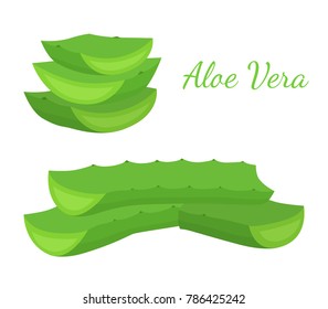 Aloe vera slices, organic succulent herb. Made in cartoon flat style. Vector illustration