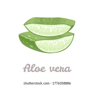 Aloe vera slices. Sliced aloe vera leaf isolated on white background. Vector illustration in cartoon flat style.