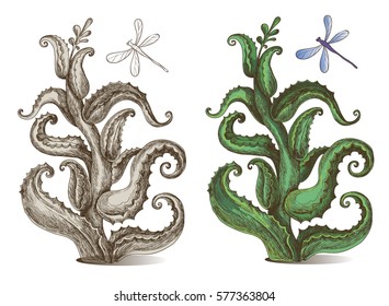 Aloe Vera Succulent Line Doodle Illustration
