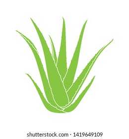 Aloe vera succulent plant isolated on white background. Vector illustration