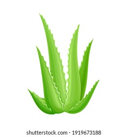 Aloe Vera Succulent Plant with Thick Leaves as Medical Herb Vector Illustration