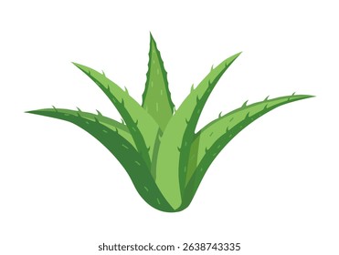 Aloe Vera Succulent Plant with Thick Leaves as Medical Herb Vector Illustration