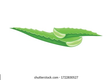 Aloe Vera Thick Fleshy Leaves Pieces as Flowering Succulent Plant Vector Illustration