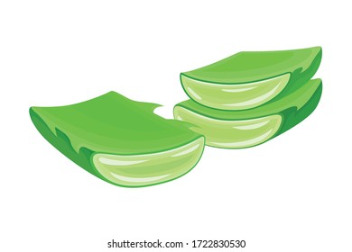 Aloe Vera Thick Fleshy Leaves Pieces as Flowering Succulent Plant Vector Illustration