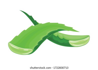 Aloe Vera Thick Fleshy Leaves Pieces as Flowering Succulent Plant Vector Illustration