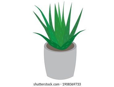 Aloe vera tree in a gray pot
