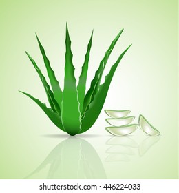 Aloe Vera vector 