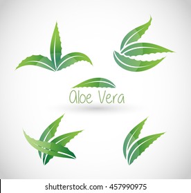 Aloe Vera Vector 