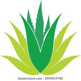A aloe Vera vector art