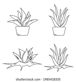 Aloe Vera Vector Art set