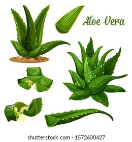 Aloe Vera vector botanical illustration of plant and leaf cut with juice drops flow. Aloe Vera design for cosmetic gel, cream, medical treatment and herbal drinks products package