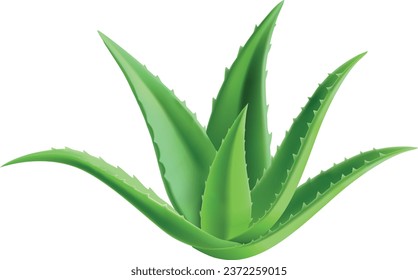 Aloe Vera Vector design, Natural 