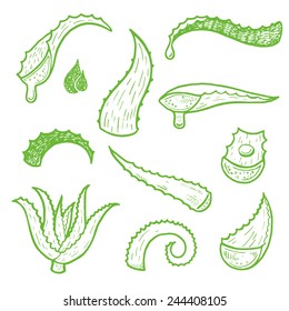 Aloe vera vector hand drawn sketch set. Healing and cosmetics herb.