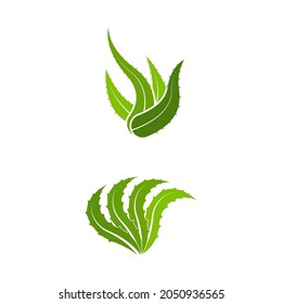 Aloe Vera Vector icon design illustration Template