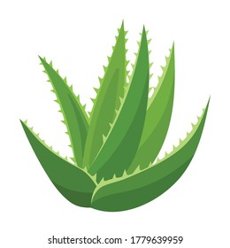 Aloe vera vector icon.Cartoon vector icon isolated on white background aloe vera.