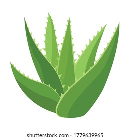 Aloe vera vector icon.Cartoon vector icon isolated on white background aloe vera.