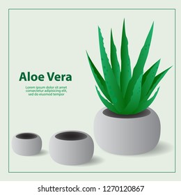 aloe vera vector illustration