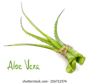 Aloe vera. Vector illustration.