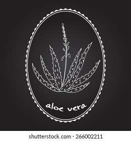 Aloe vera vector illustration