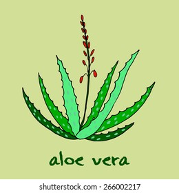 Aloe vera vector illustration