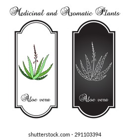 Aloe vera vector illustration