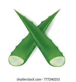 Aloe vera vector illustration