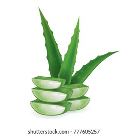 Aloe vera vector illustration