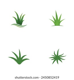 Aloe vera vector illustration design icon template