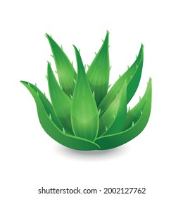 Aloe vera vector illustration in flat cartoon style isolated on white background