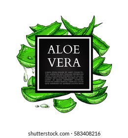 Aloe vera vector illustration with frame. Hand drawn artistic isolated object on white background. Natural cosmetic ingredient. Botanical drawing of lemongrass. Herbal treatment. Banner, poster, label