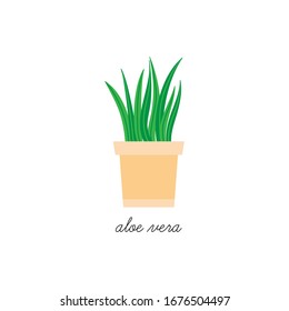 Aloe vera vector illustration graphic. Hand drawn cute herb, succulent indoor plant in pot. Isolated.