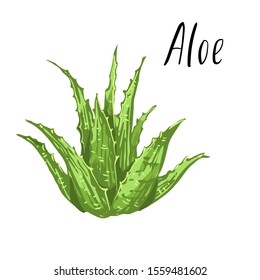 Aloe vera vector illustration. Green leaves succulent plant. Hand drawn, isolated on white background.