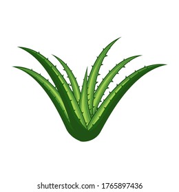 Ilustración vectorial Aloe vera aislada en ilustración vectorial de fondo blanco.