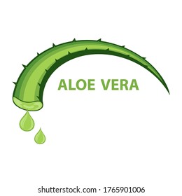 Aloe vera vector illustration isolated on white background vector illustration.