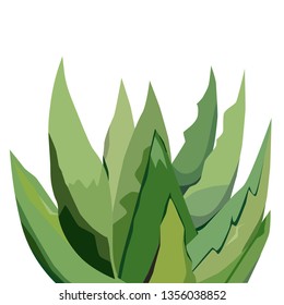Aloe vera. Vector illustration on white.