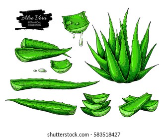 Aloe vera vector illustration set. Hand drawn artistic isolated object on white background. Botanical drawing of plant, leaf, sliced pieces. Natural cosmetic ingredient. Lemongrass herbal treatment. 