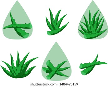 Aloe vera vector illustration set.Natural cosmetic ingredient.