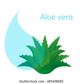 Aloe vera vector on white background.Beauty cosmetic ingredient illustration.