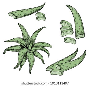 Aloe vera vector set. Heap of aloe sliced leaves. Medicinal herbs arrangements. Hand drawn green succulent plant isolated on white background. Vintage botanical illustration for cosmetics, package