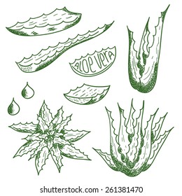 Aloe vera vector set on white background. Hand drawn sketch. Healing and cosmetics herb.