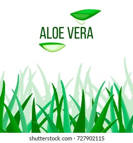Aloe Vera vector. slices and Plant. Aloe barbadensis Mill.,Star cactus, Aloe, Aloin, Jafferabad or Barbados, a very useful herbal medicine for skin care and hair care, cosmetics. For tags, labels,