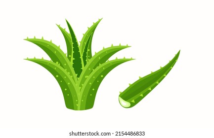Aloe. Aloe vera es una suculenta planta herbácea. Se utiliza en la medicina y en la industria del perfume y cosmético. Ilustración vectorial aislada en un fondo blanco para el diseño y la web.